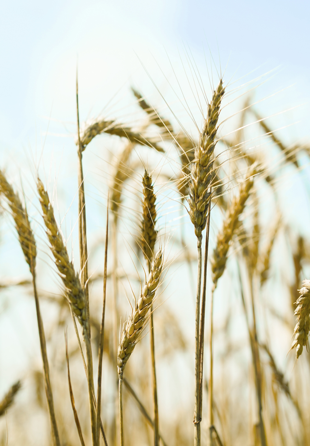 Wheat in the field