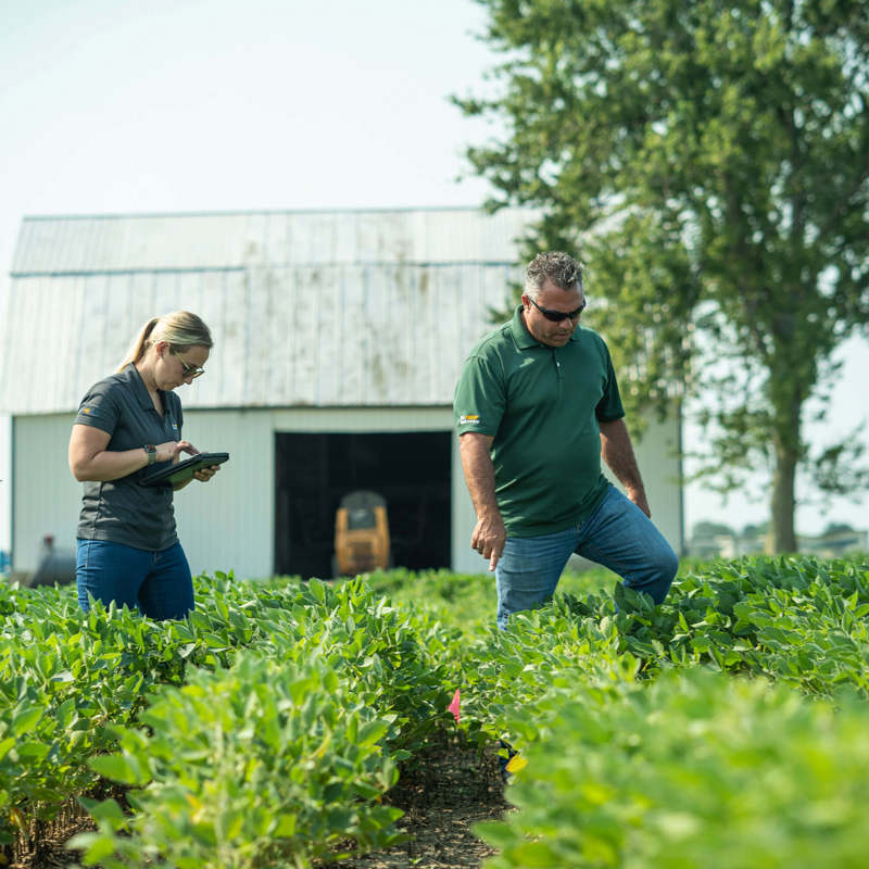 Two individuals observing a soybean test plot